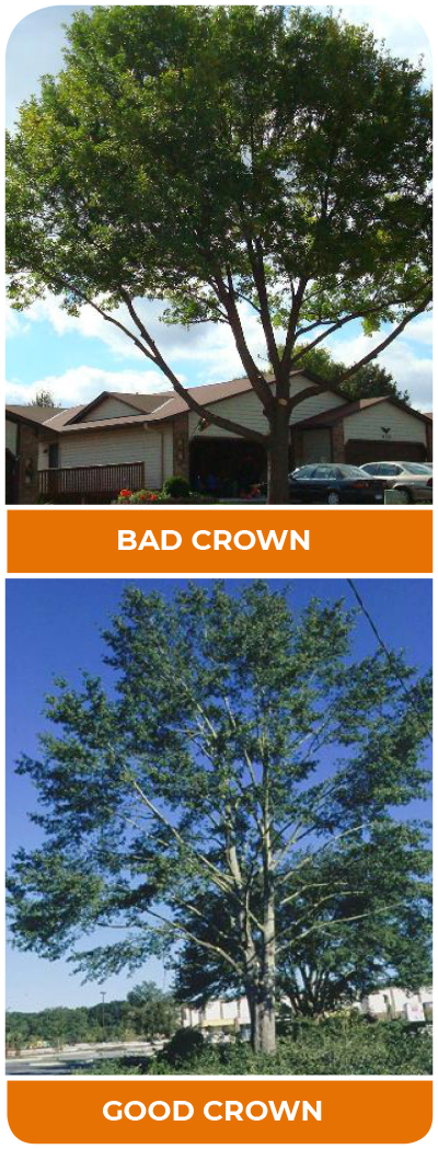 Crown thinning and pruning