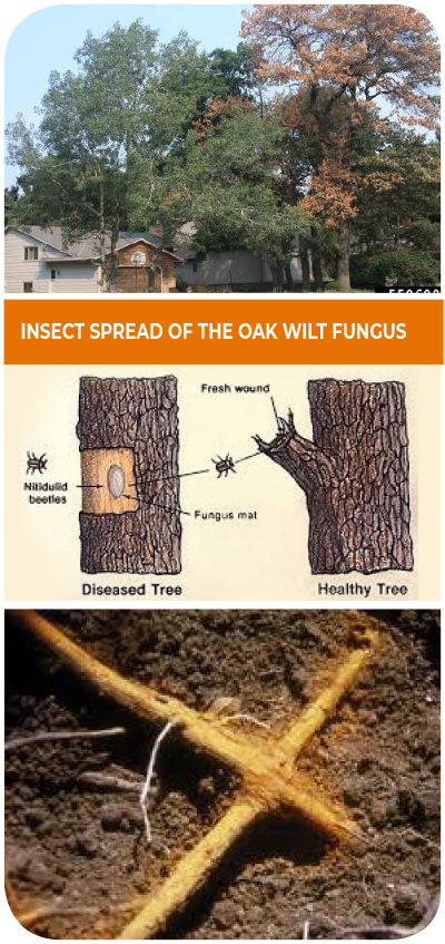 OAK WILT - Parshall Tree Care